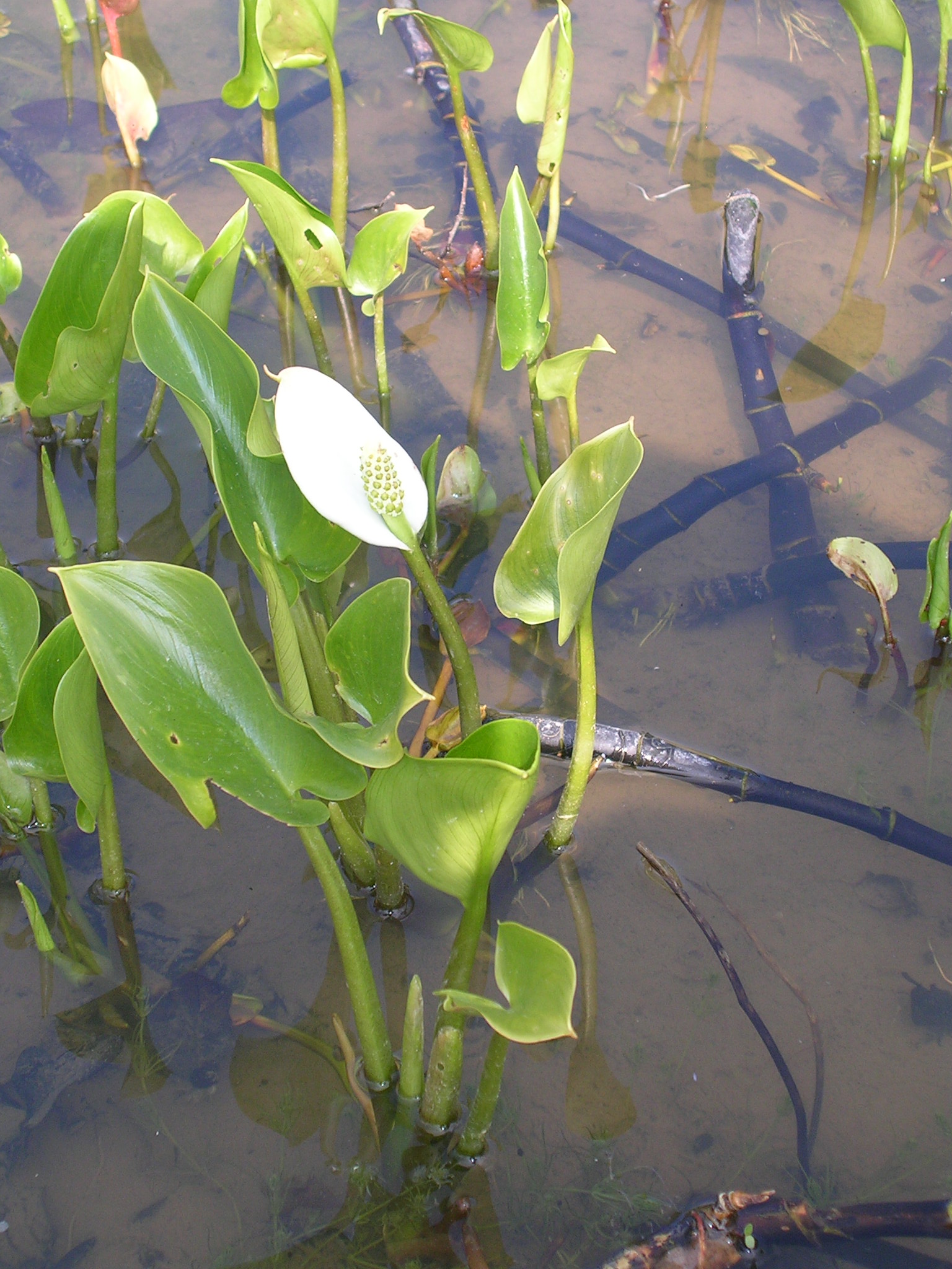 CALLA palustris