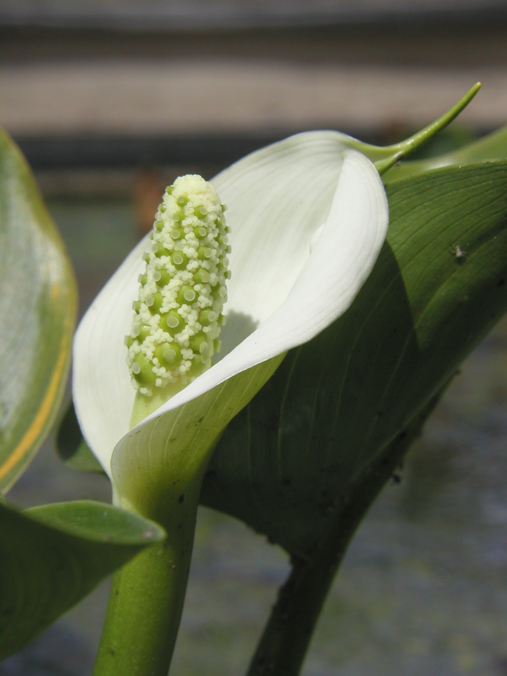 CALLA palustris