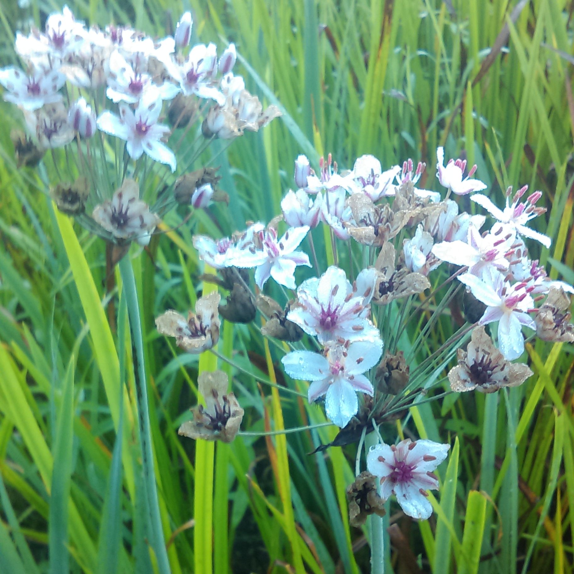 BUTOMUS umbellatus 