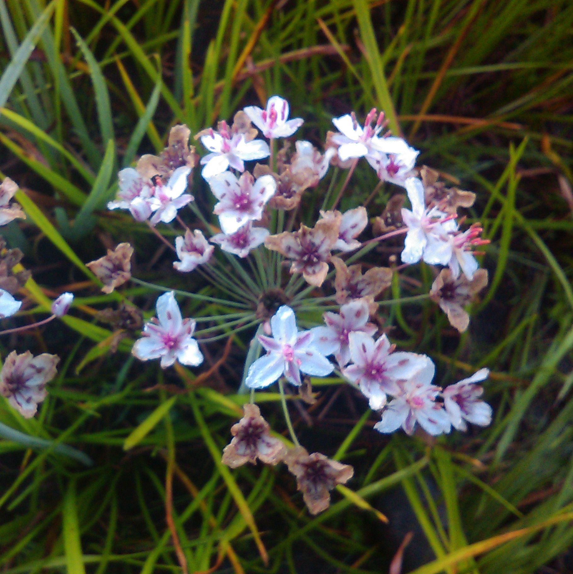 BUTOMUS umbellatus 