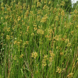 JUNCUS effusus