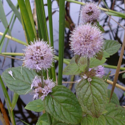 MENTHA aquatica