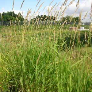 PHALARIS arundinacea