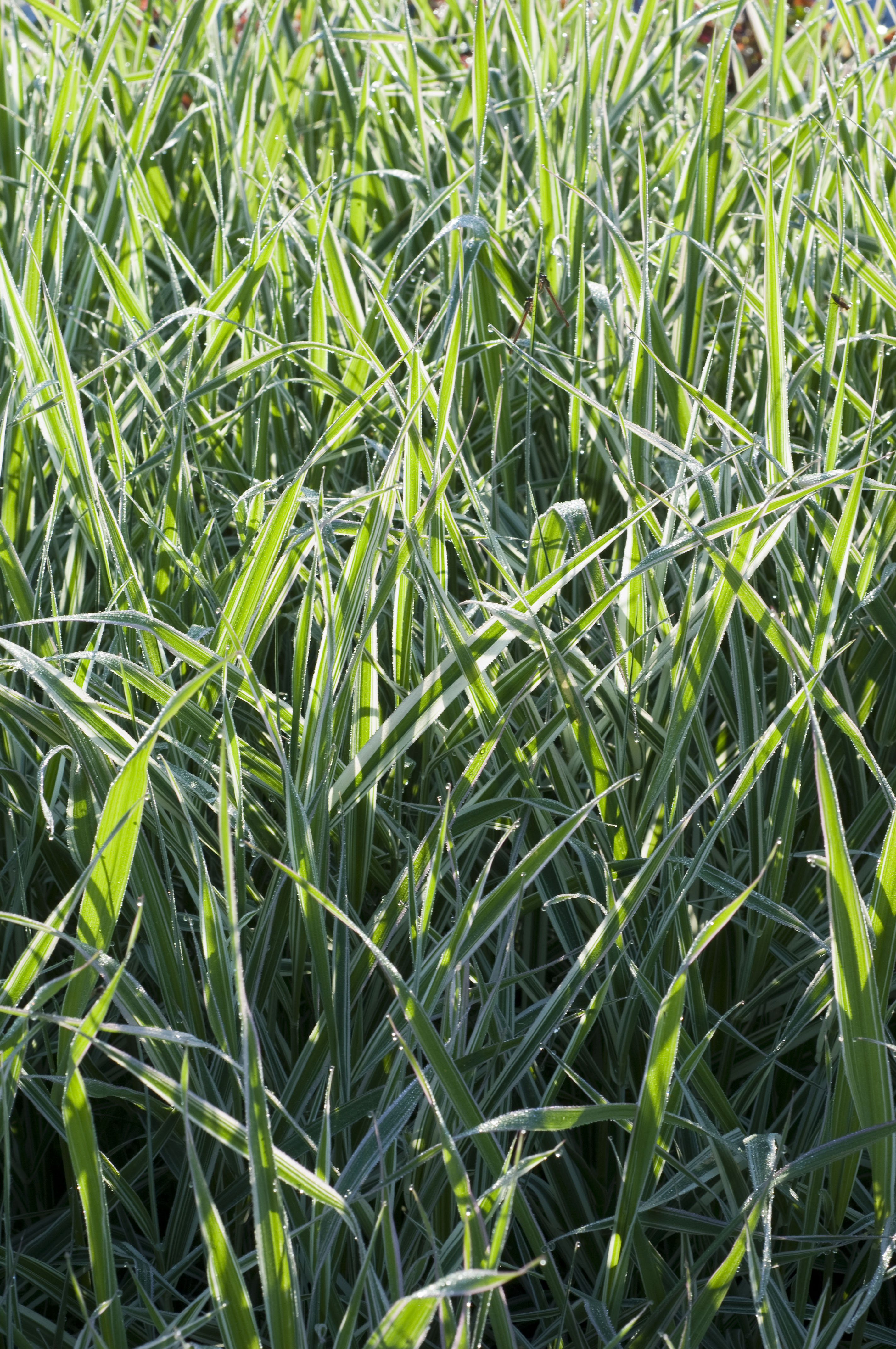 PHALARIS arundinacea \