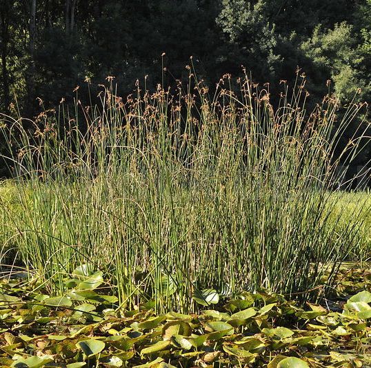 SCIRPUS lacustris