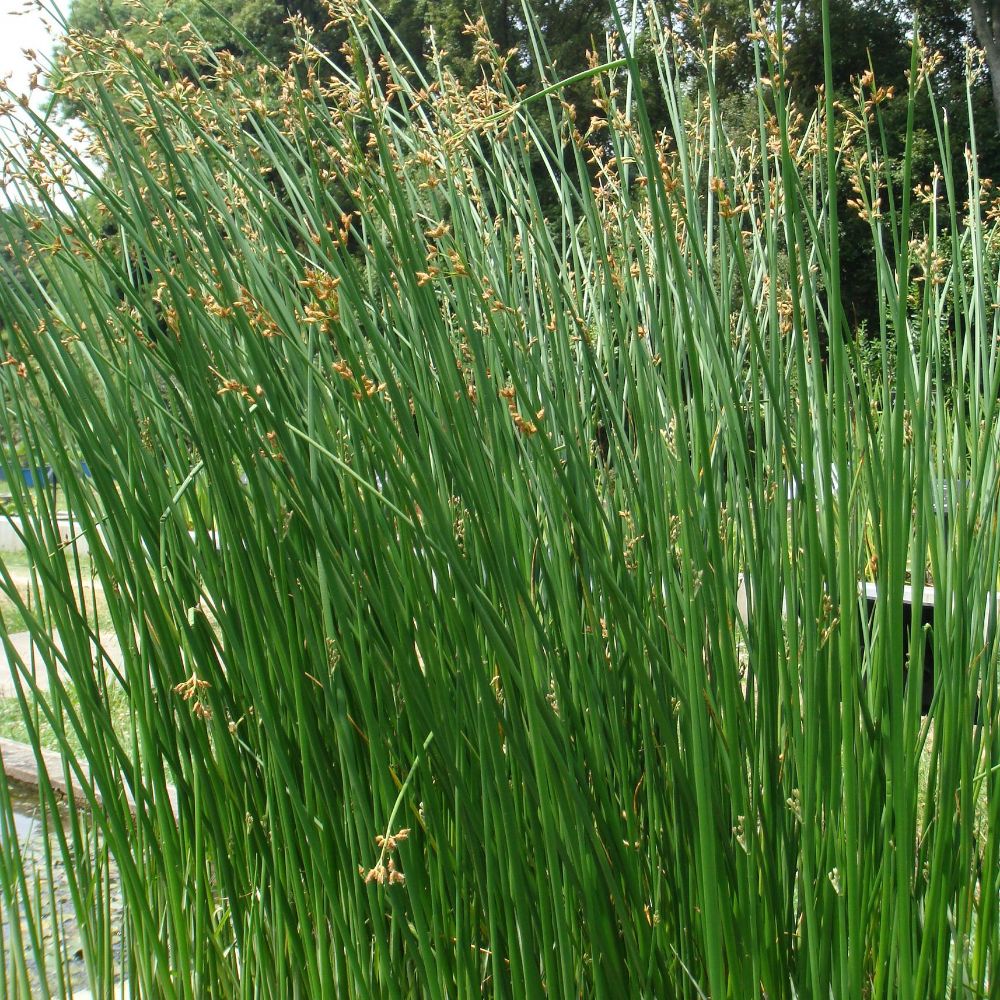 SCIRPUS lacustris