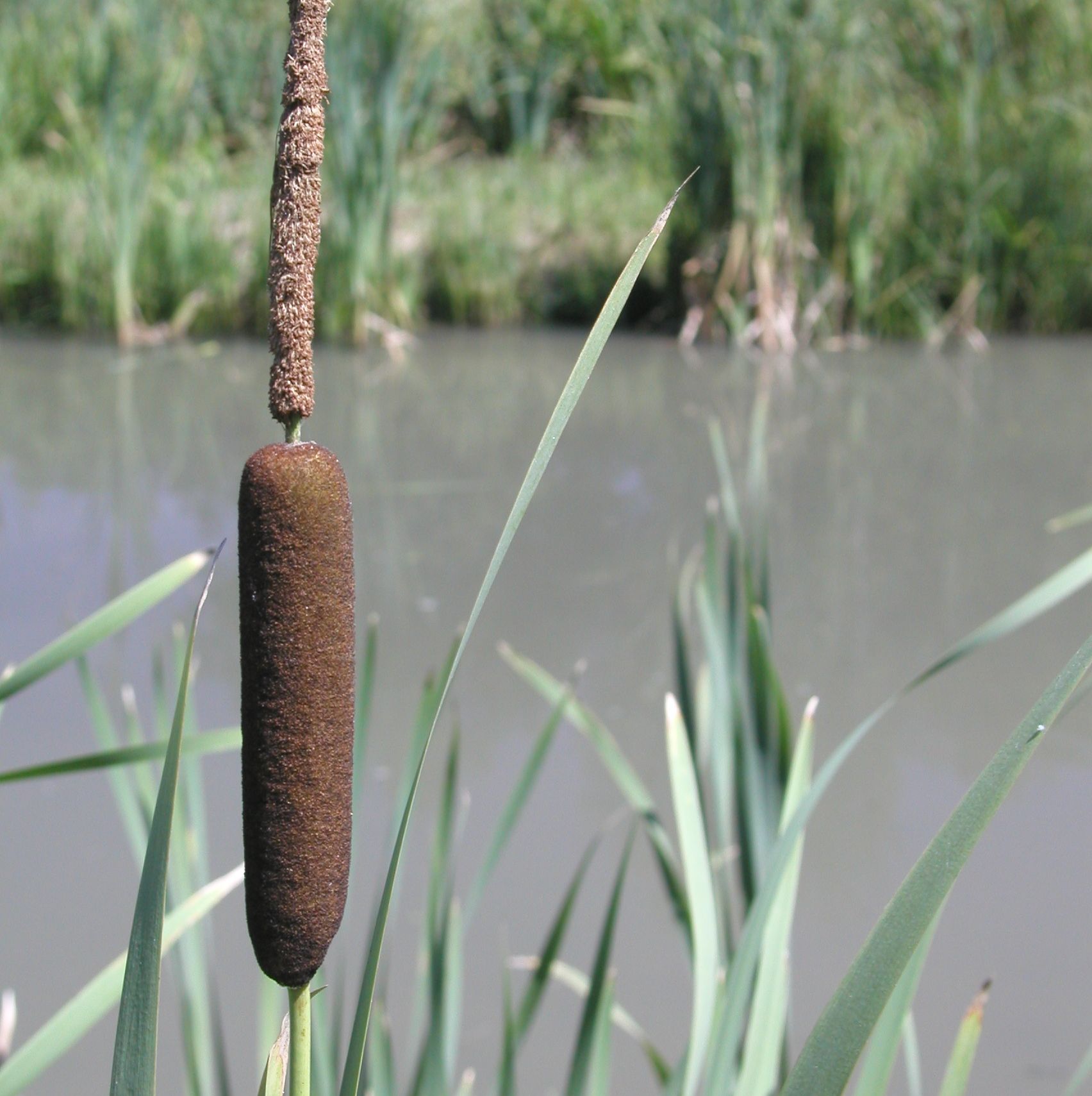 TYPHA latifolia 