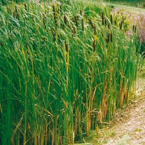 TYPHA latifolia 