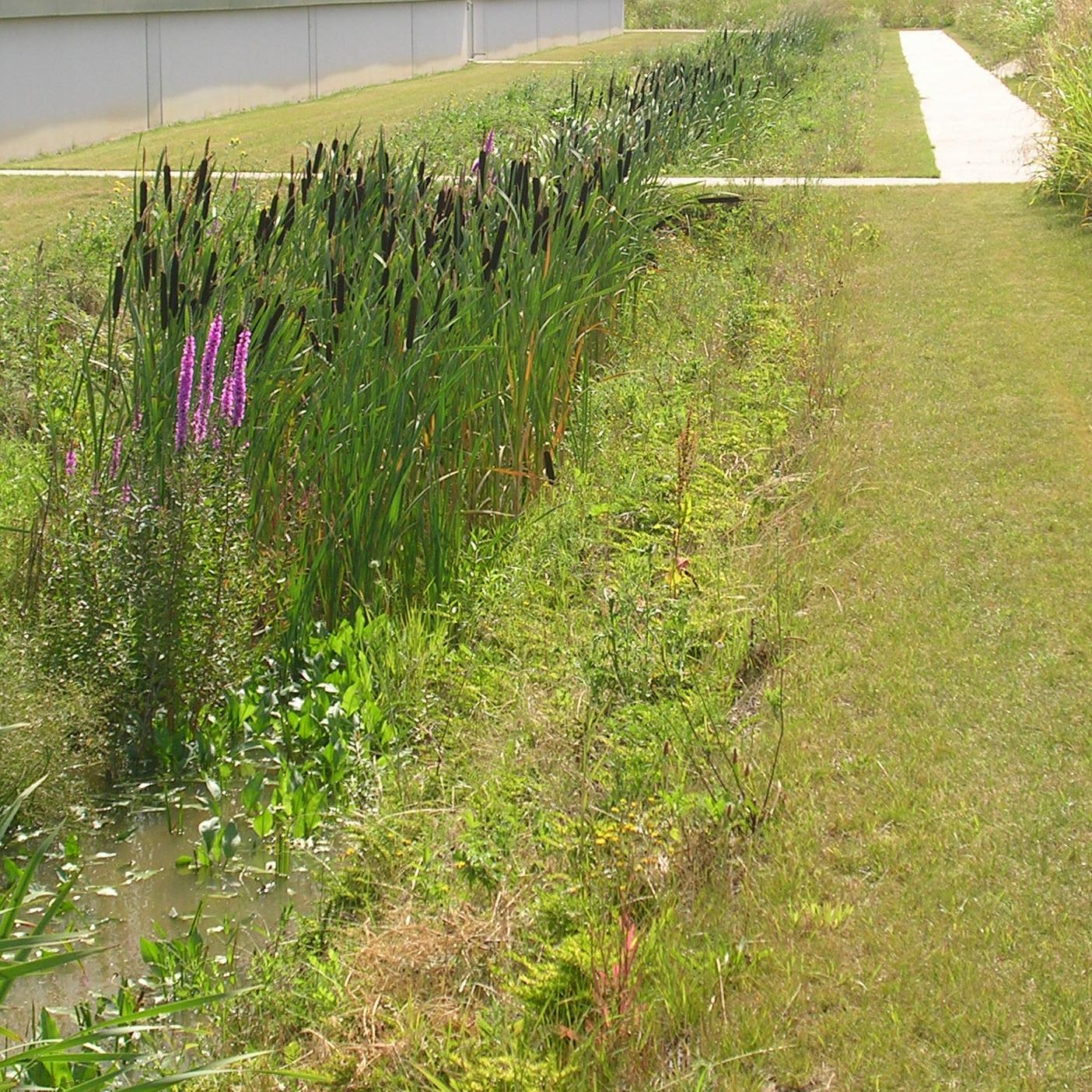 TYPHA latifolia 