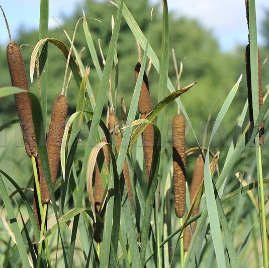 TYPHA latifolia 