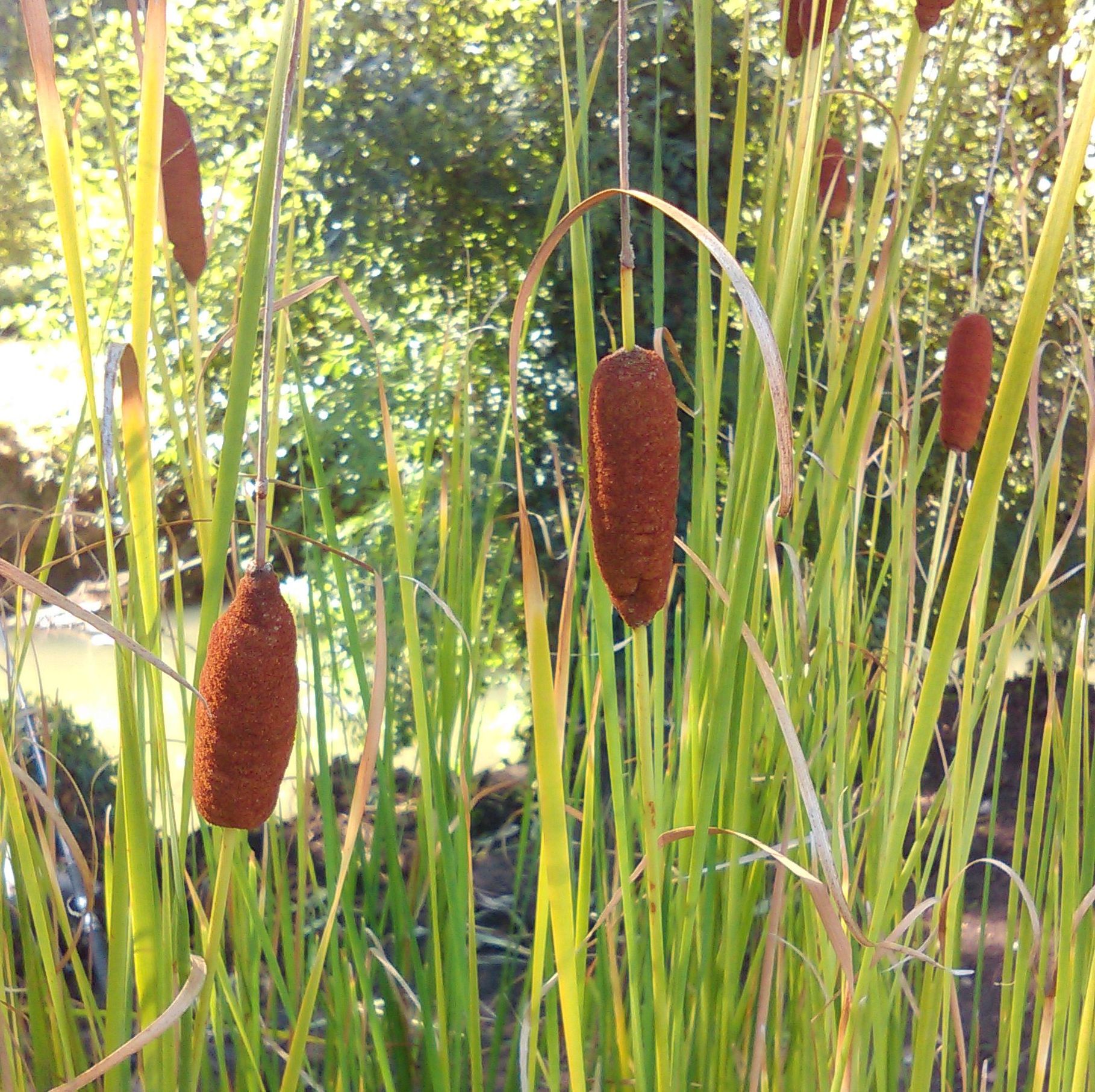 TYPHA laxmannii