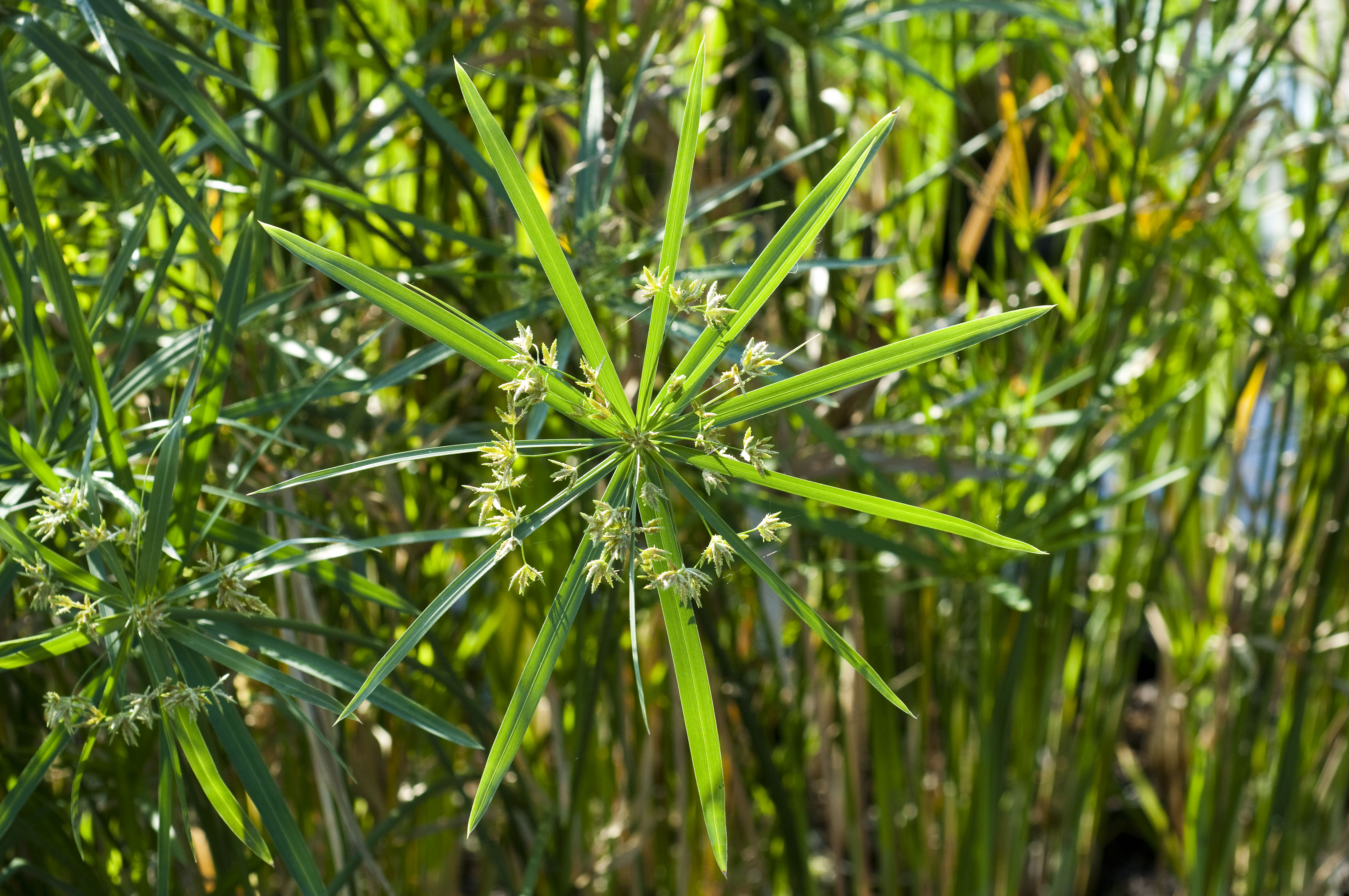 CYPERUS alternifolius