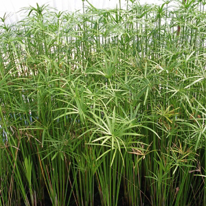 CYPERUS alternifolius