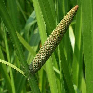 ACORUS calamus