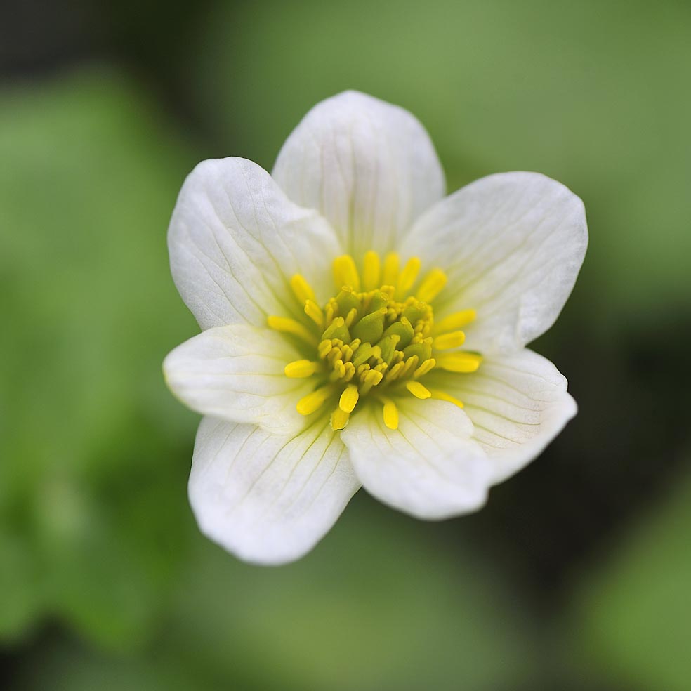 CALTHA palustris \