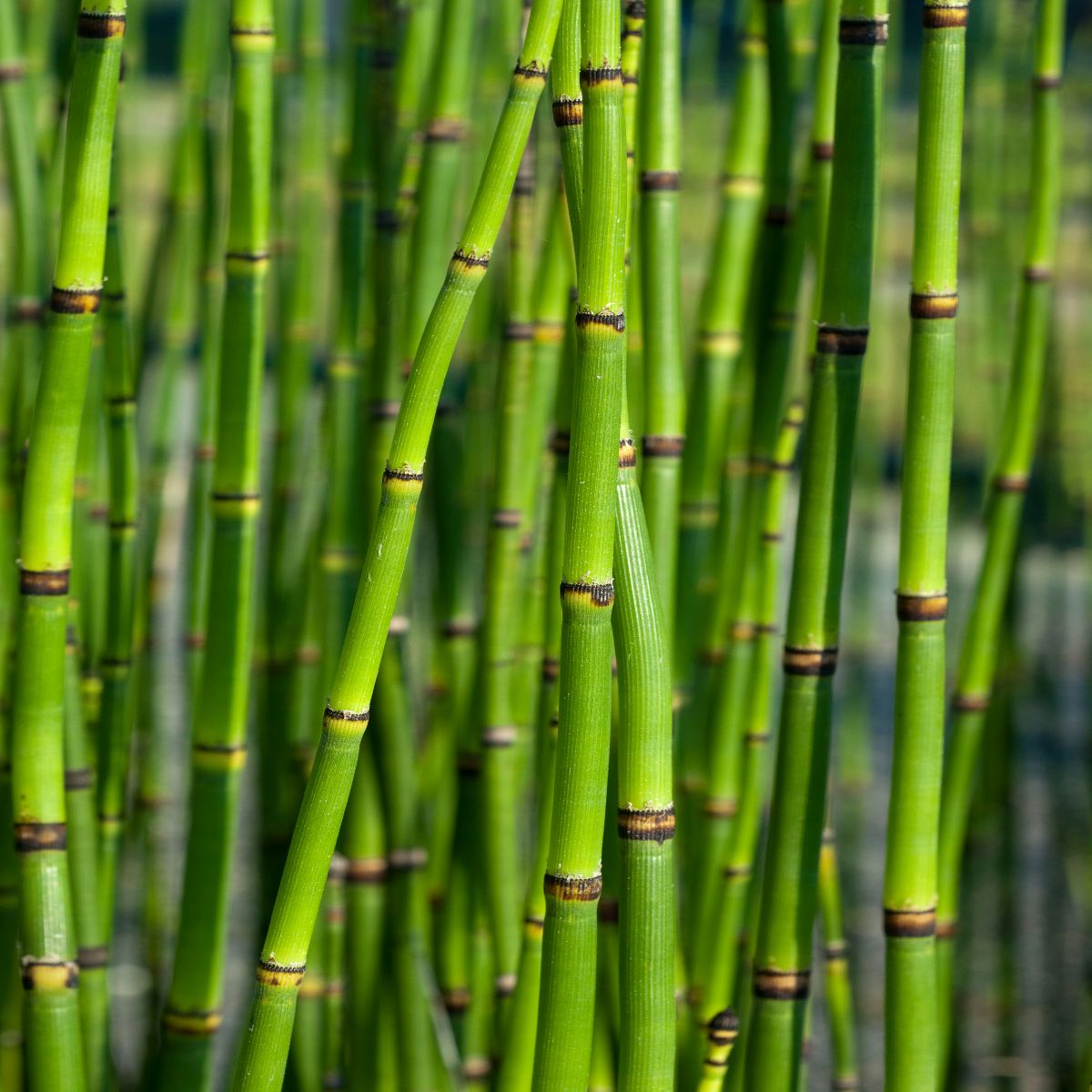 EQUISETUM americanum