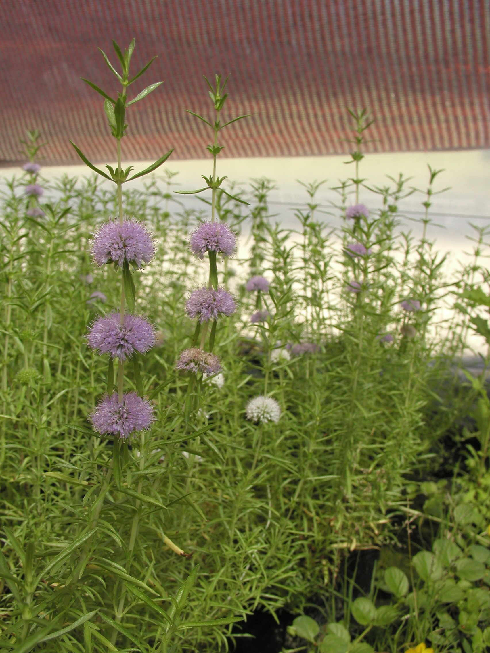 MENTHA cervina