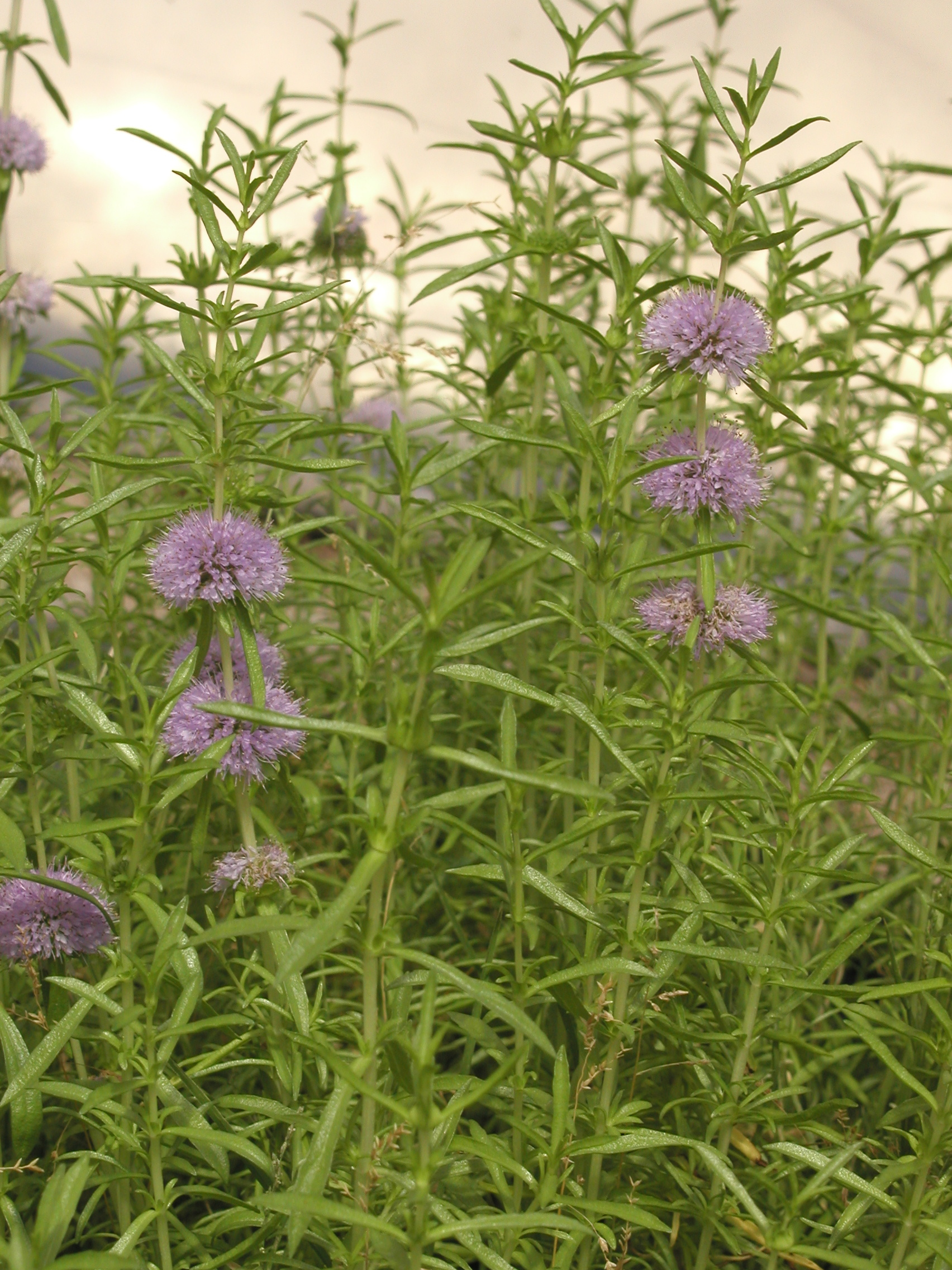 MENTHA cervina
