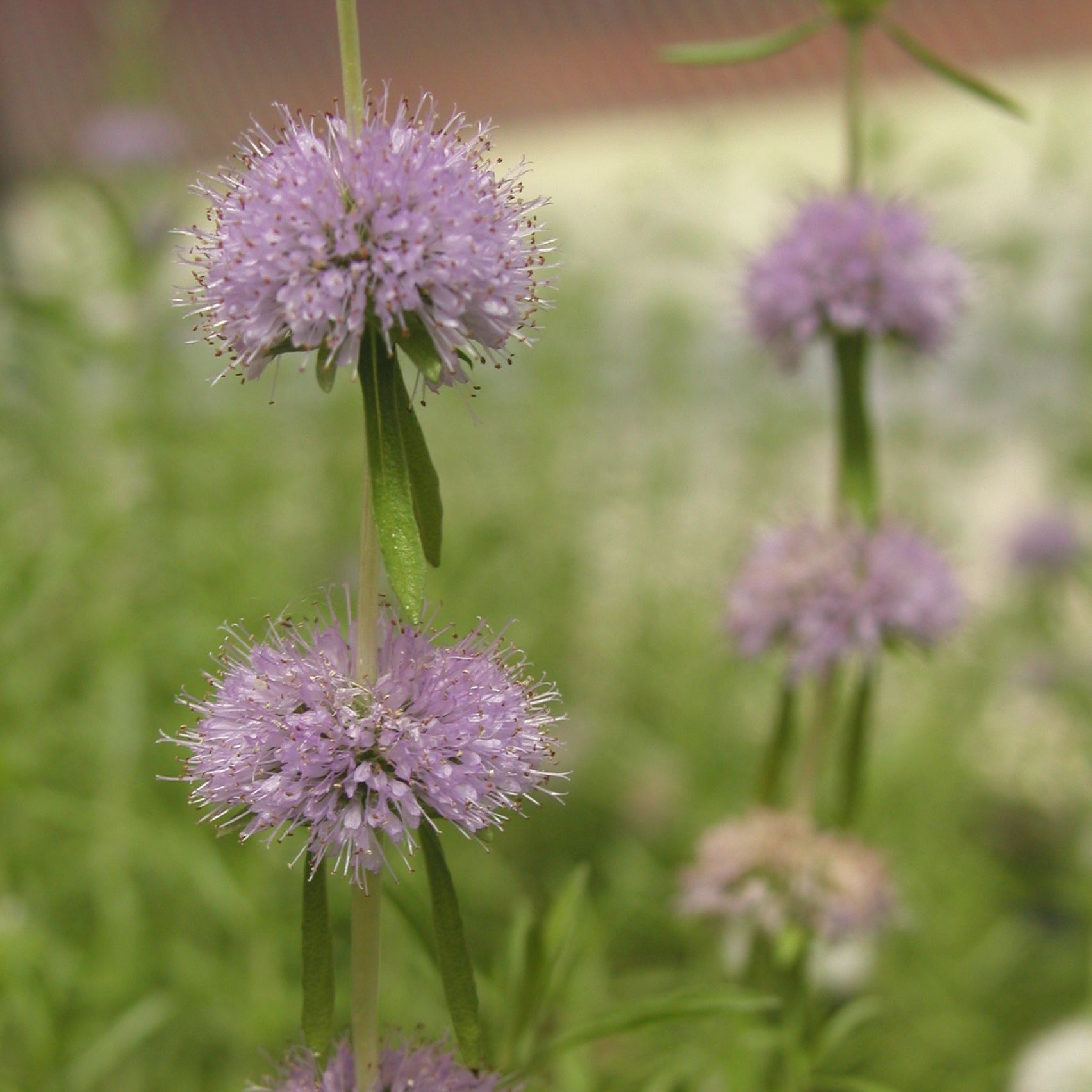 MENTHA cervina