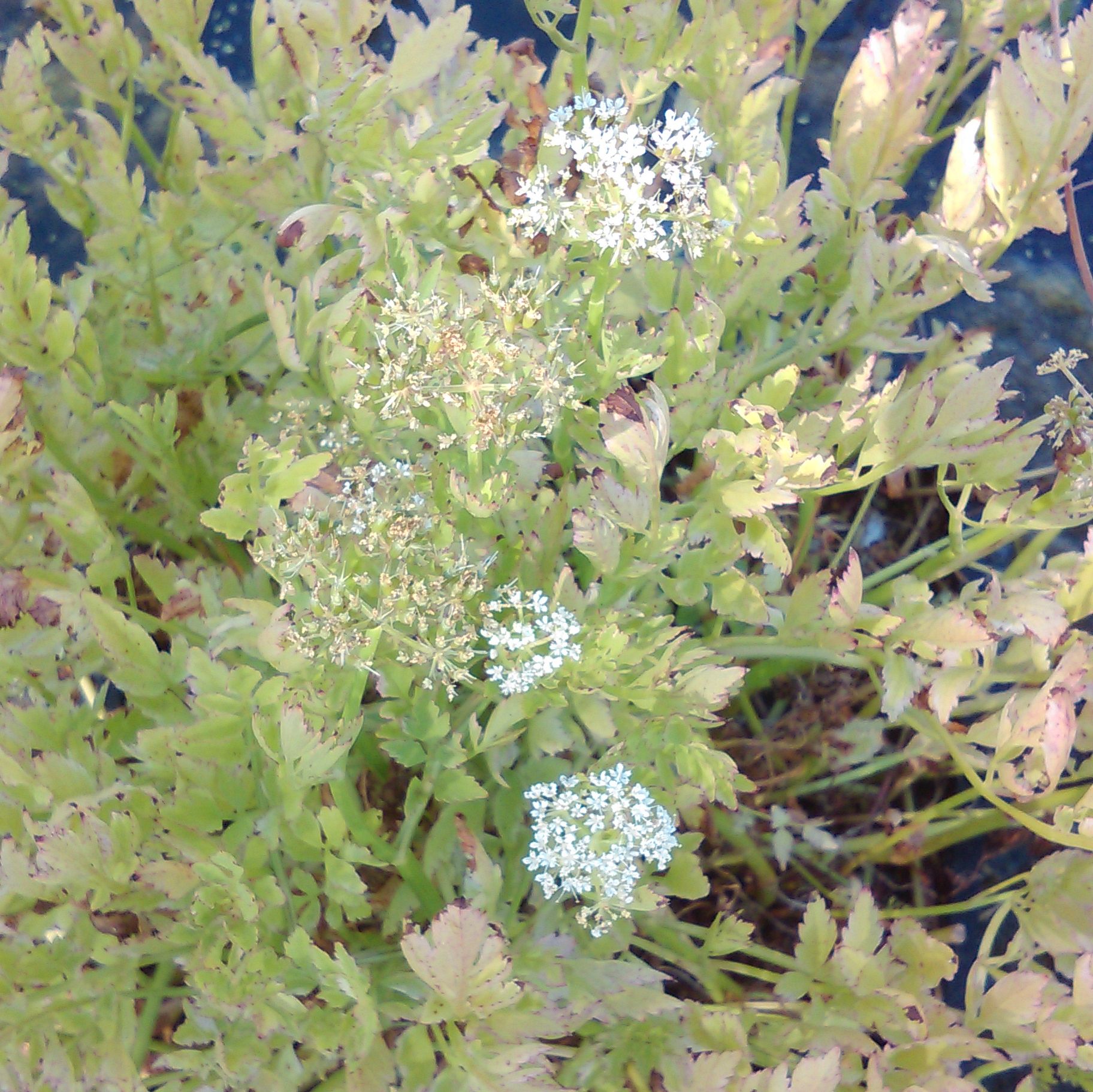 OENANTHE \