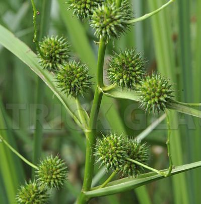 SPARGANIUM ramosum 