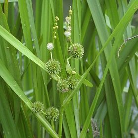 SPARGANIUM ramosum 