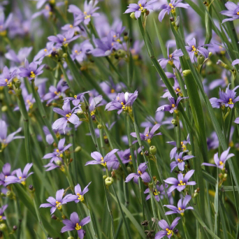SISYRINCHIUM angustifolium
